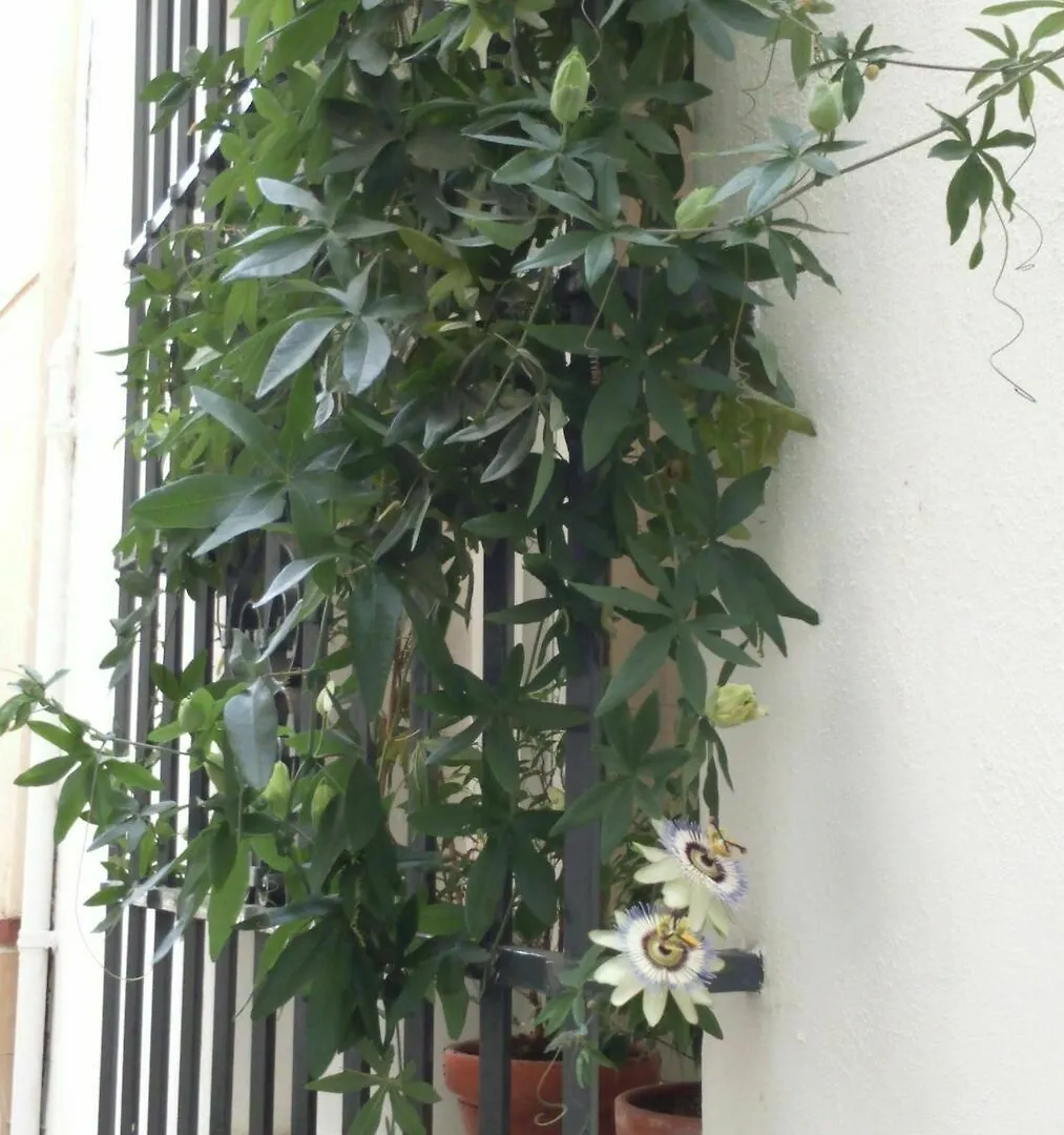 La Via Mezquita Hotel Seville Guest house